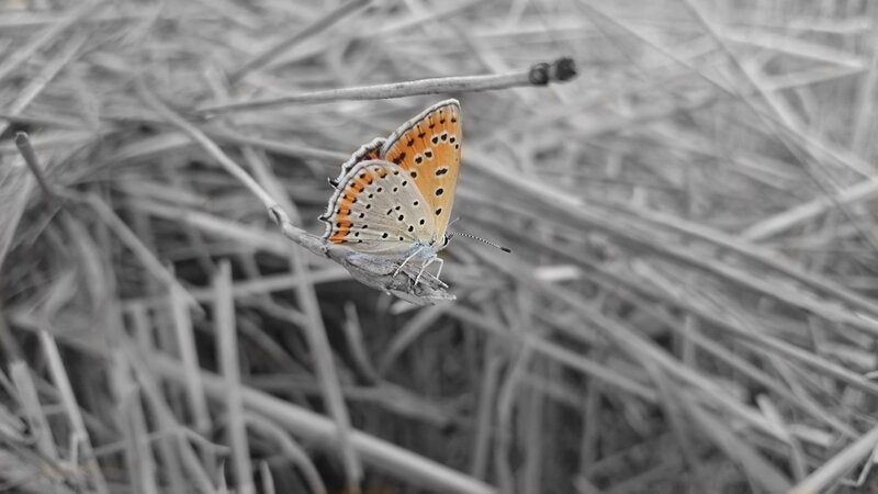 Orange Butterfly on Branch — Calm