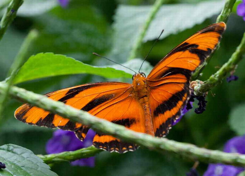Orange Butterfly on Branch — Natural