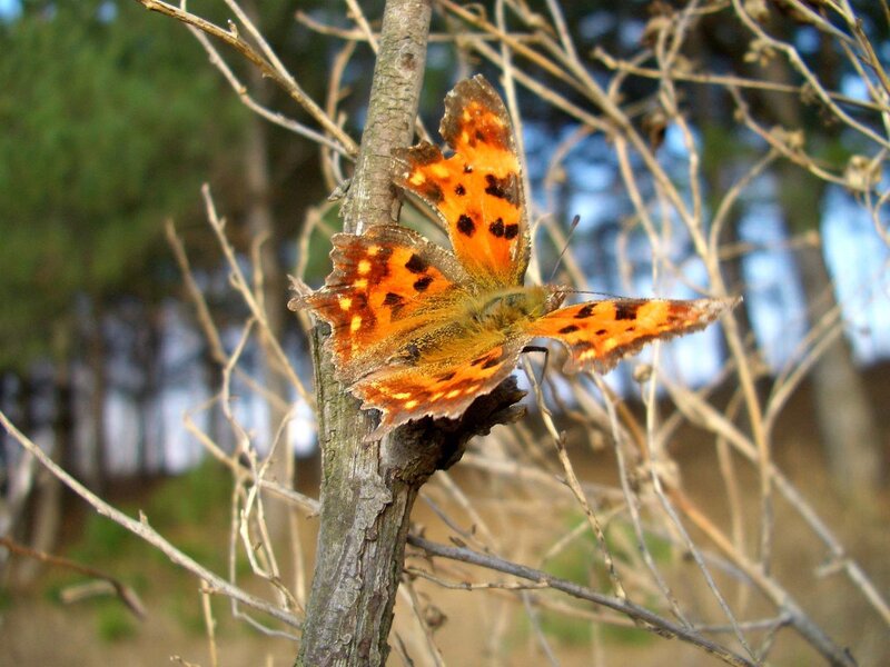 orange butterfly on branch