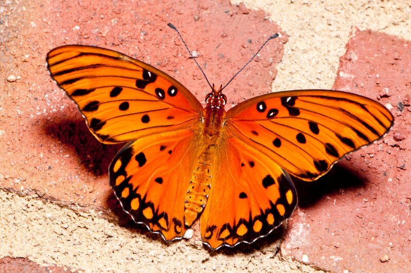 Orange Butterfly on Brick
