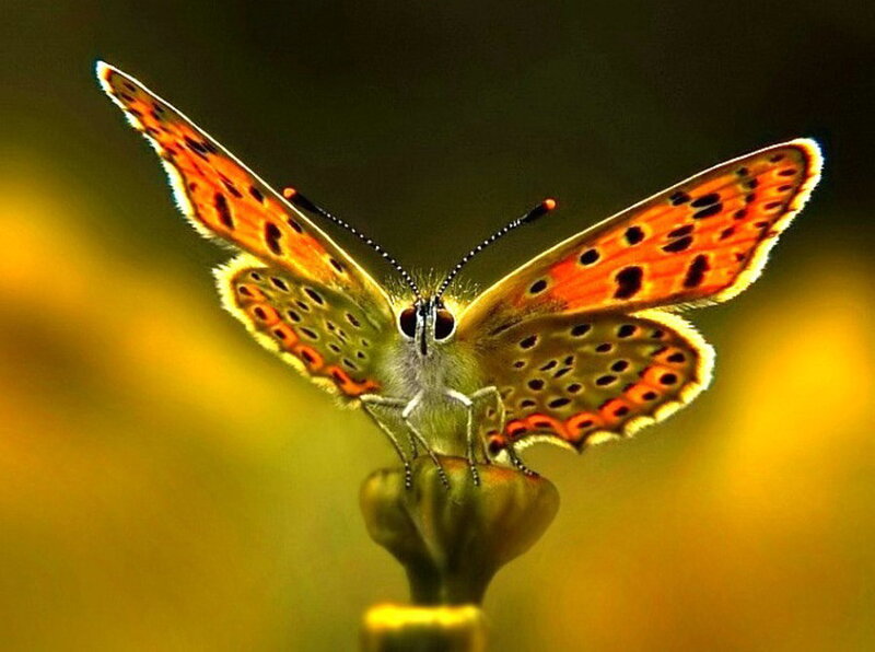 Orange Butterfly on Bud