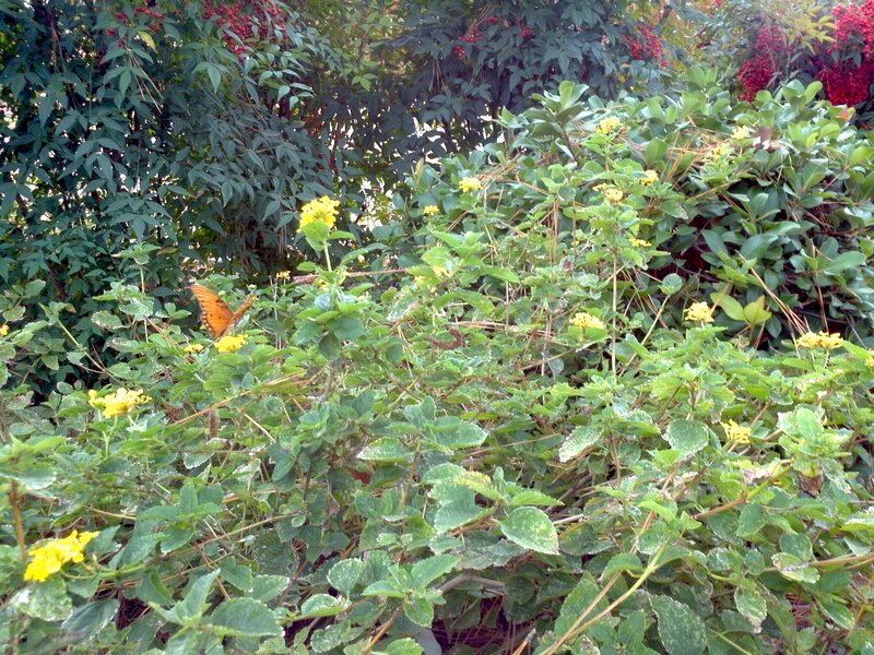 Orange Butterfly on Bush