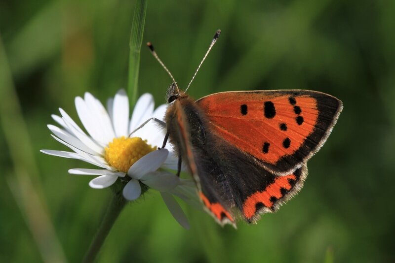 Orange Butterfly on Daisy