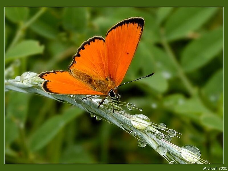 Orange butterfly on dewy grass