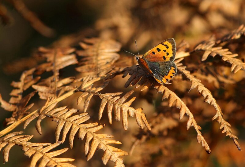Orange Butterfly on Fern — Brown