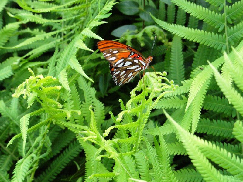 Orange Butterfly on Fern