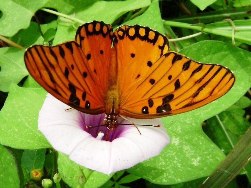 orange butterfly on flower