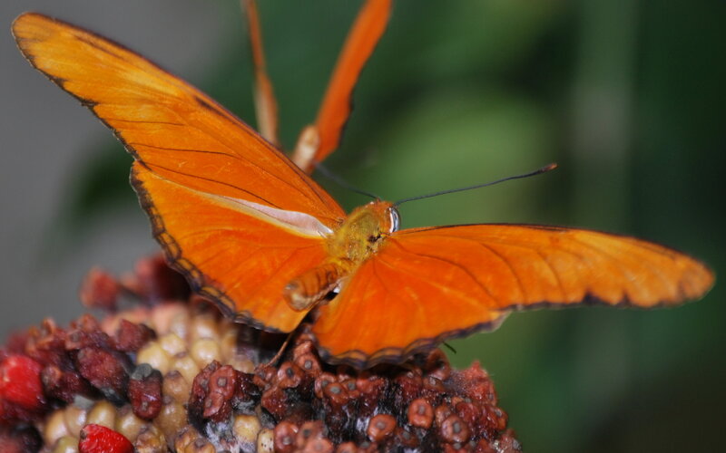 orange butterfly on flower
