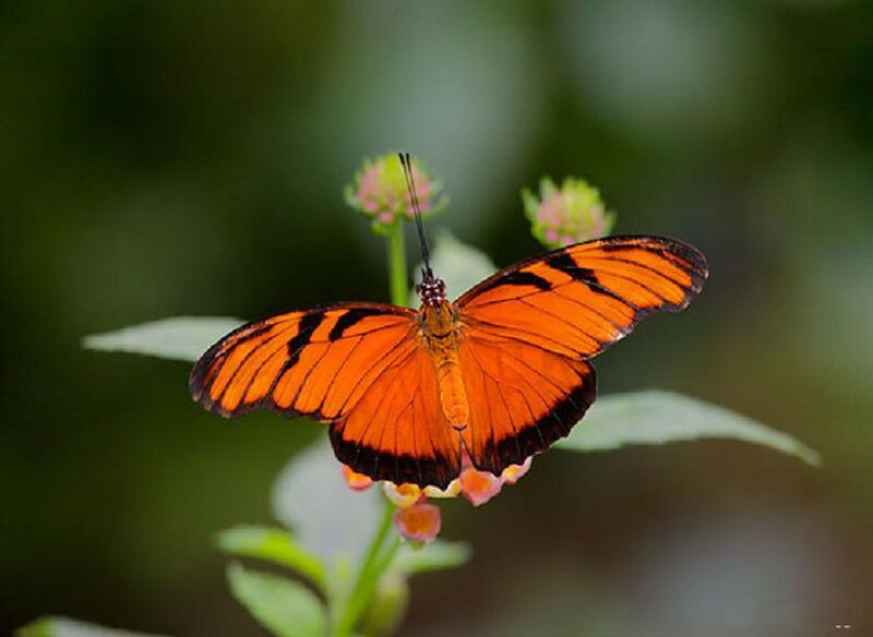 Orange butterfly on flower