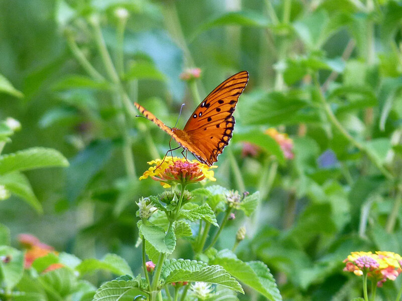 Orange butterfly on flower