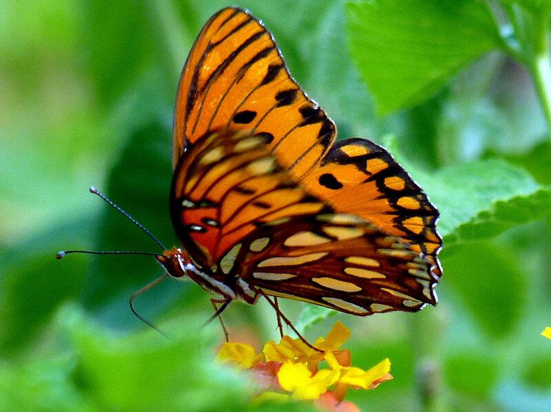 orange butterfly on flower