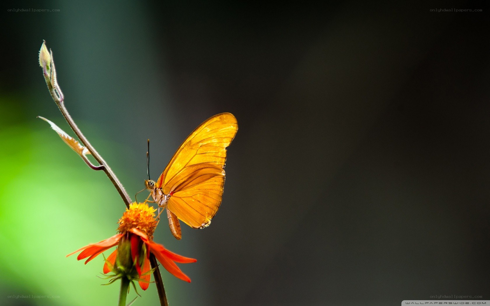 orange butterfly on flower