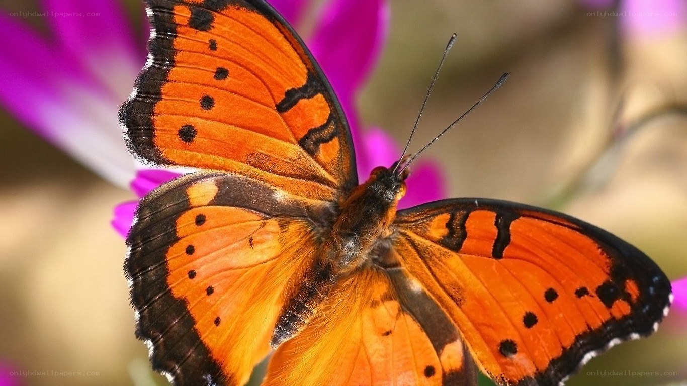 orange butterfly on flower