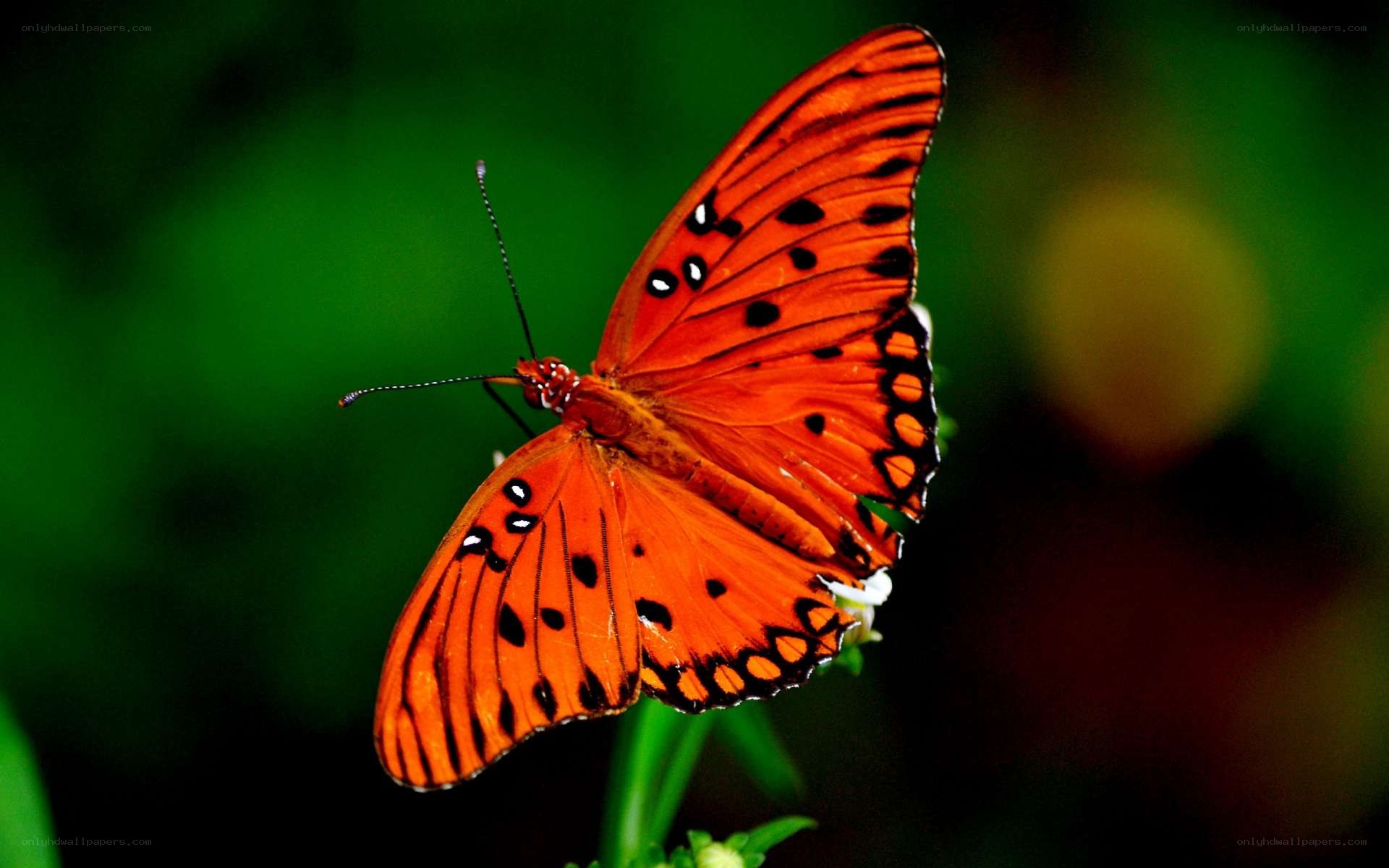 orange butterfly on flower