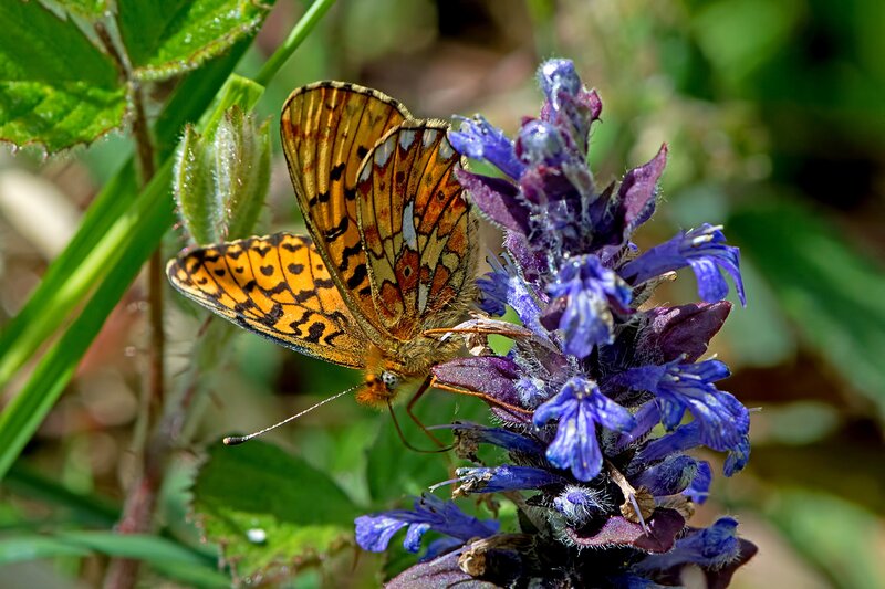 Orange Butterfly on Flower — Blue