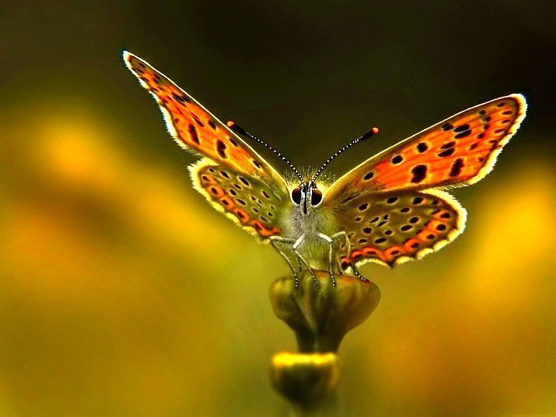 orange butterfly on flower bud