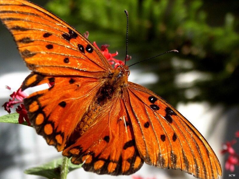 Orange Butterfly on Flower — Calm, Afternoon, Photograph, Antennae