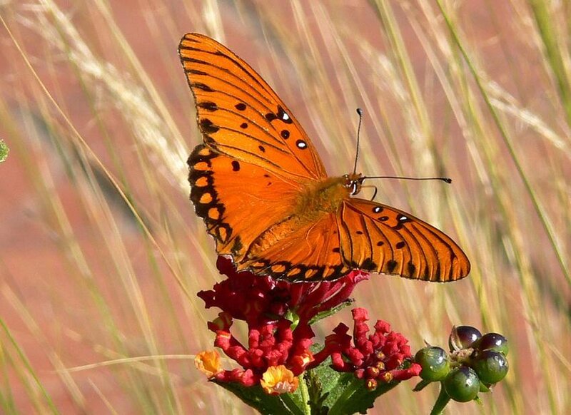 Orange Butterfly on Flower — Calm, Afternoon, Photograph, Grass