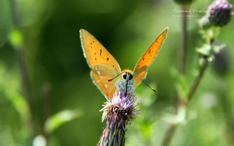 Orange Butterfly on Flower — Calm, Afternoon, Photograph, Greenery, Thistle