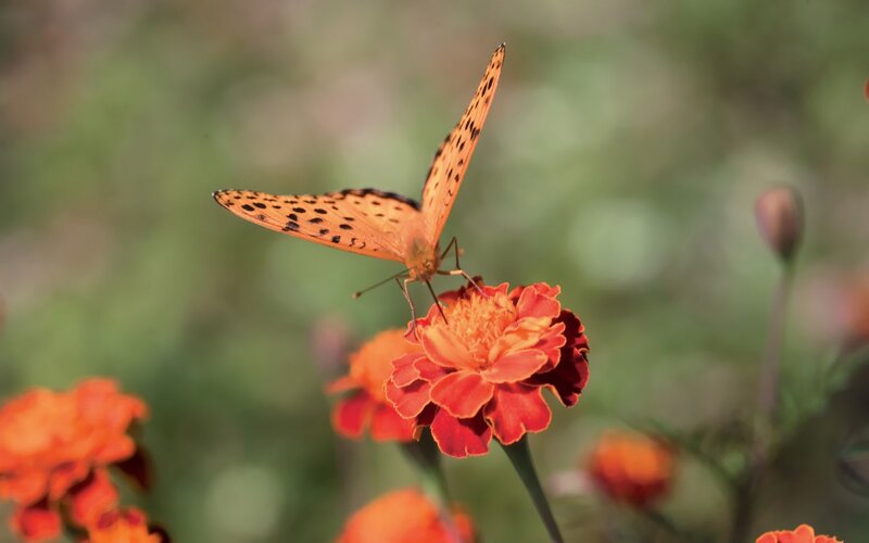 Orange Butterfly on Flower — Calm, Afternoon, Photograph, Greenery