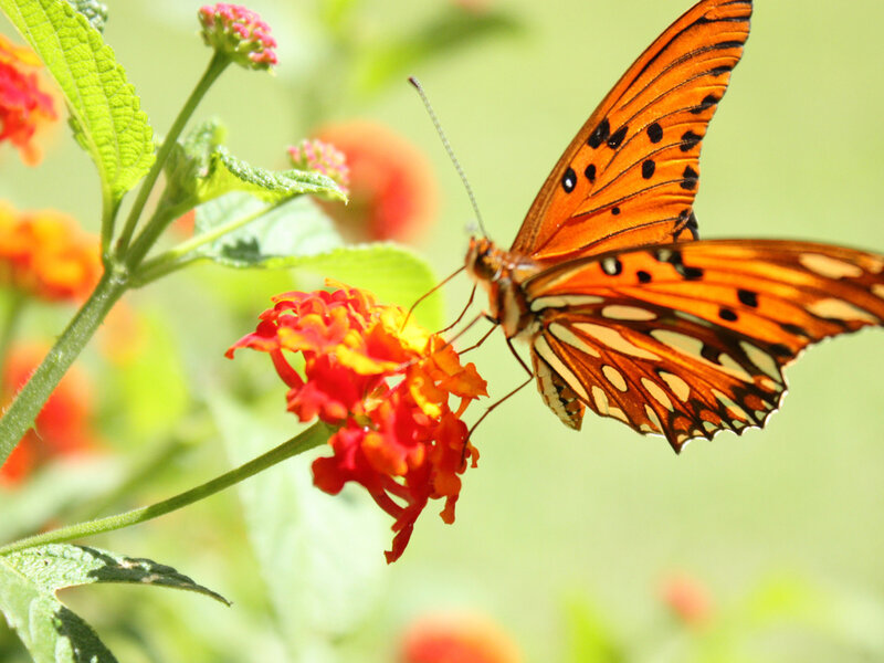 Orange Butterfly on Flower — Calm, Afternoon, Photograph, Leaf, Plant