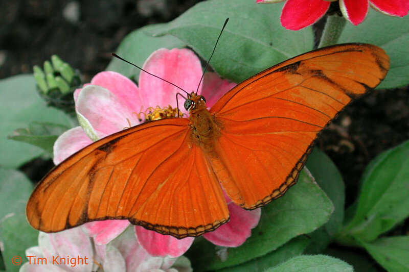 Orange Butterfly on Flower — Calm, Afternoon, Photograph, Leaves
