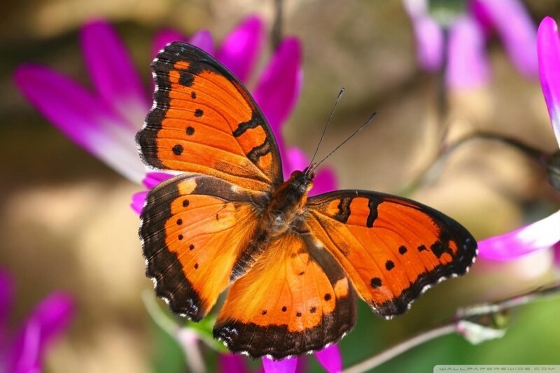 Orange Butterfly on Flower — Calm, Afternoon, Photograph, Petals