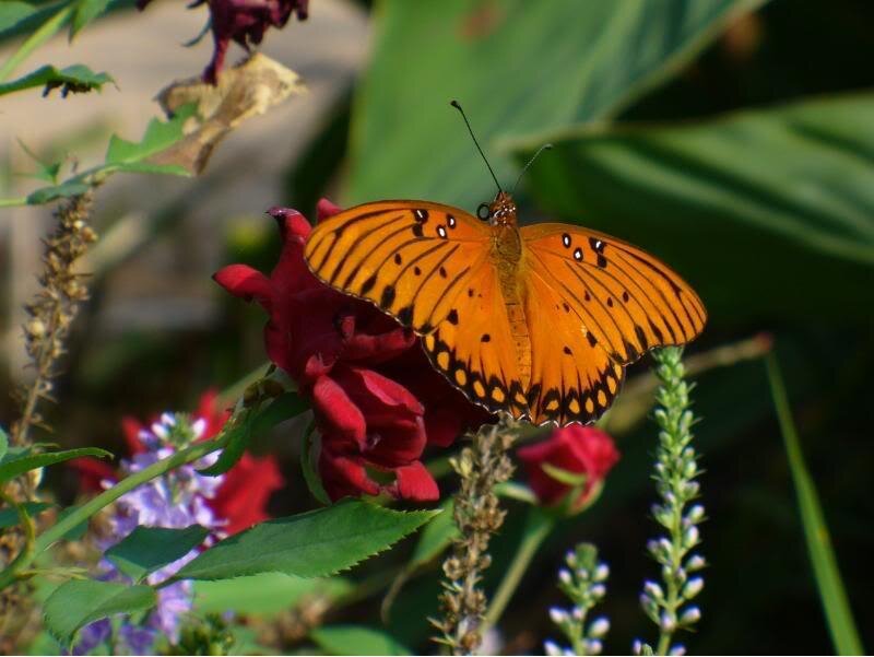 Orange Butterfly on Flower — Calm, Afternoon, Photograph, Plant