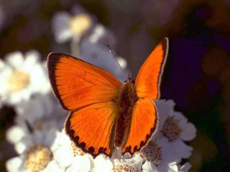 Orange Butterfly on Flower — Calm, Afternoon, Photograph, Sunlight