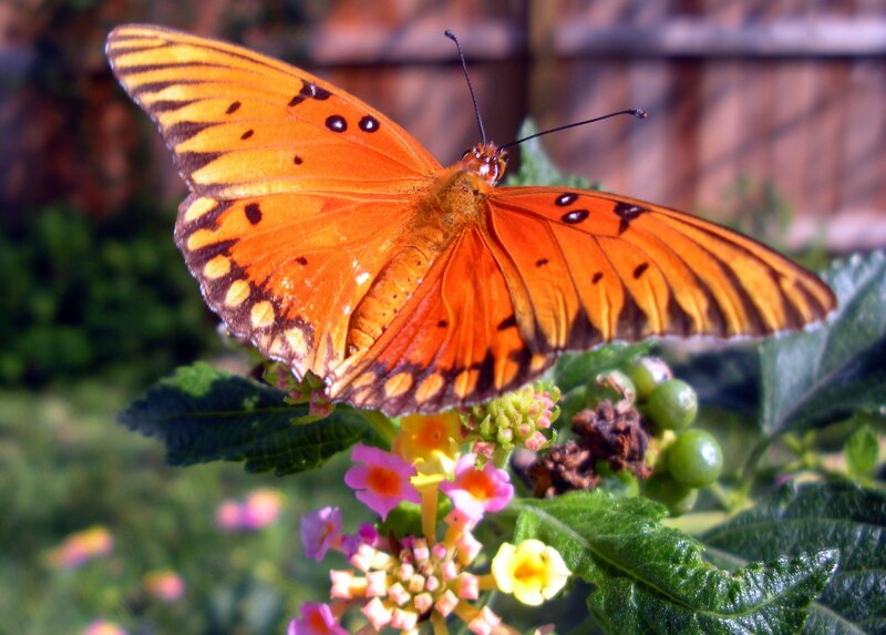 Orange Butterfly on Flower — Calm, Afternoon
