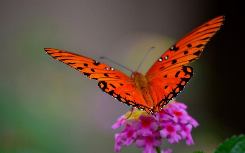 Orange Butterfly on Flower — Calm, Photograph, Green Leaf