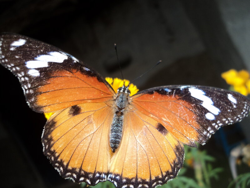 Orange Butterfly on Flower — Calm, Photograph, Green Leaves