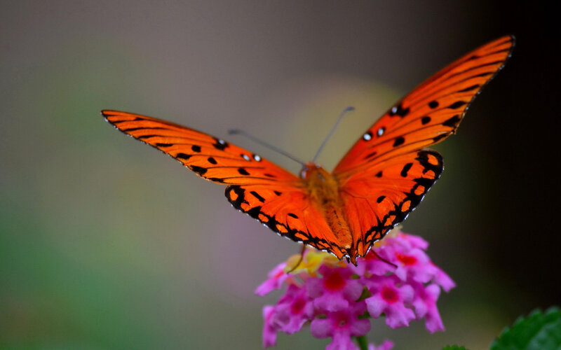 Orange Butterfly on Flower — Calm, Photograph, Greenery