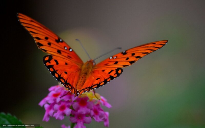 Orange Butterfly on Flower — Calm, Photograph, Leaf