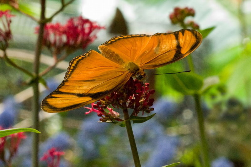 Orange Butterfly on Flower — Calm, Photograph