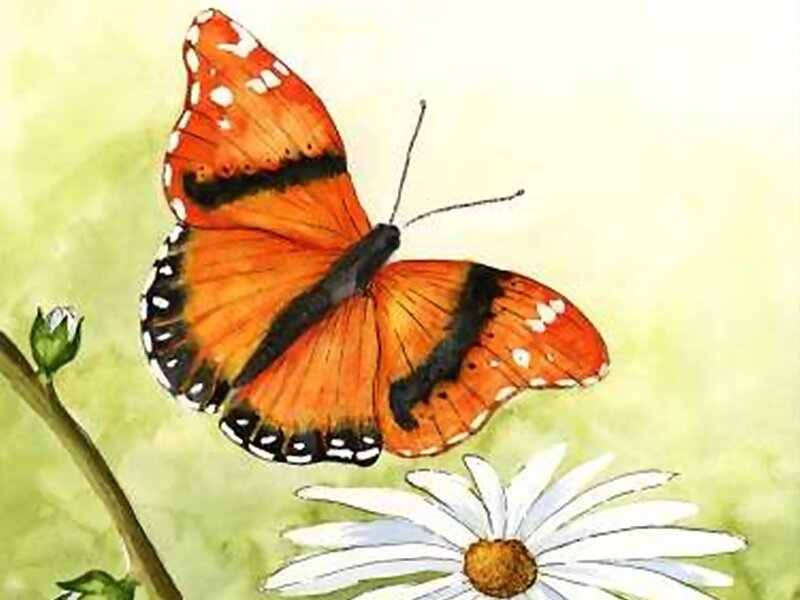 Orange Butterfly on Flower — Calm, Spring, Illustration
