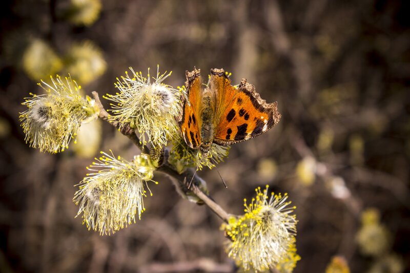 Orange Butterfly on Flower — Calm, Spring, Photograph