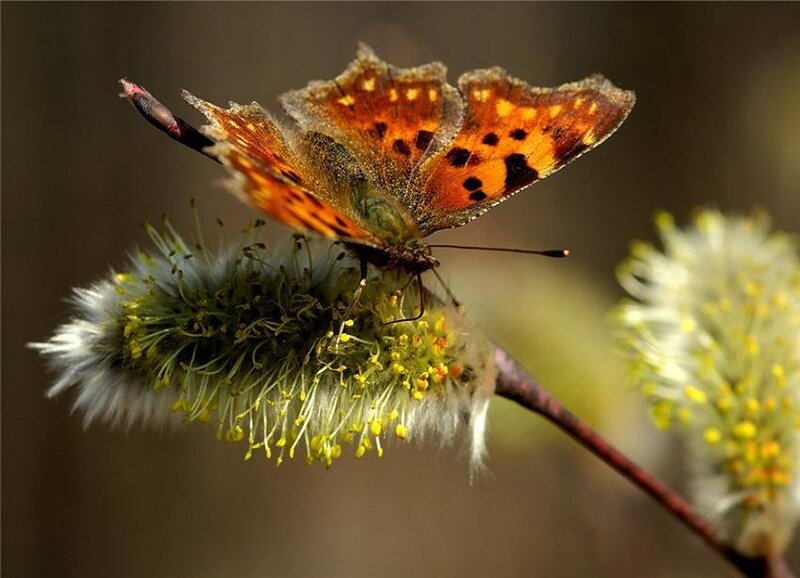 Orange Butterfly on Flower — Calm, Spring