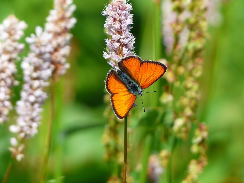 Orange Butterfly on Flower — Calm, Summer