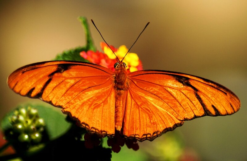 Orange Butterfly on Flower — Calm, Sunset