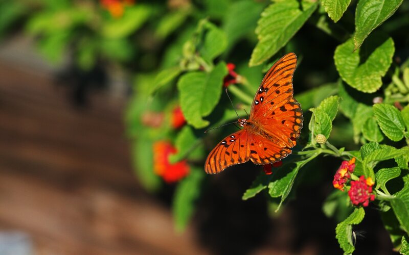 Orange Butterfly on Flower — Calm
