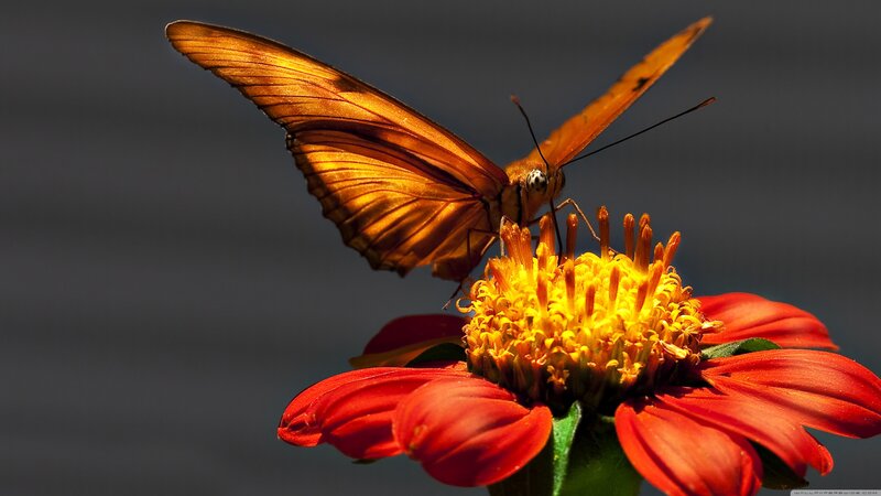 Orange Butterfly on Flower — Dramatic, Afternoon