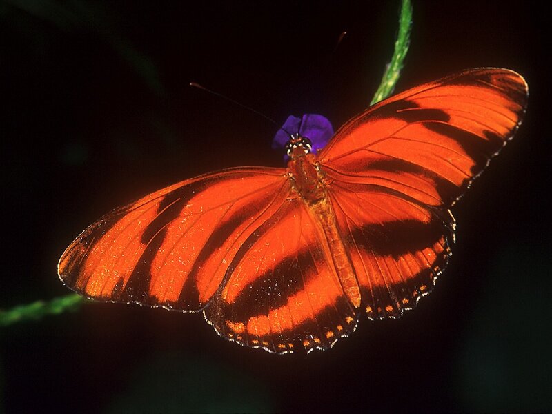 Orange Butterfly on Flower — Dramatic, Night