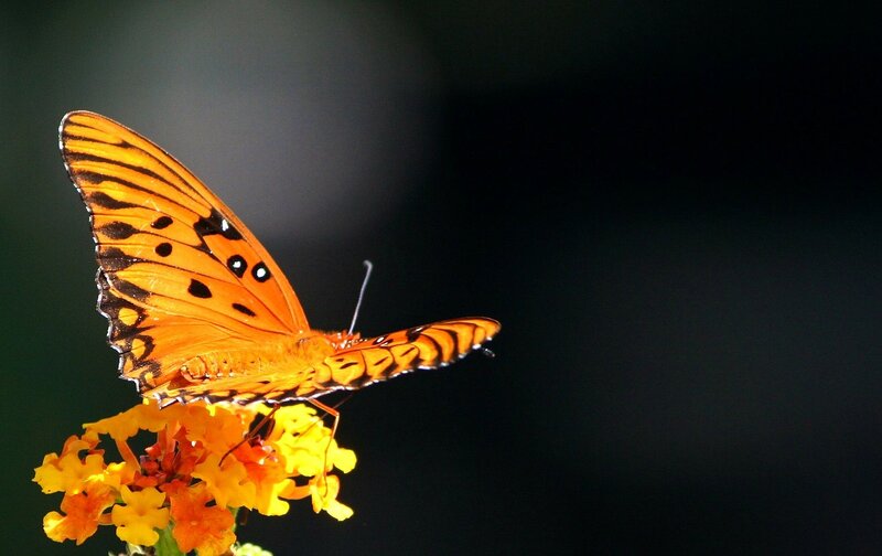 Orange Butterfly on Flower — Dramatic