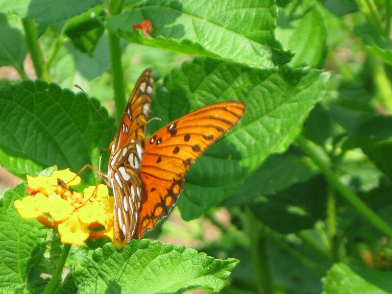 Orange Butterfly on Flower — Green, Calm, Afternoon