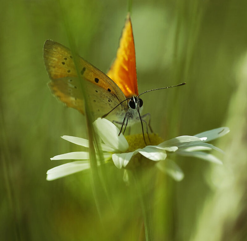Orange Butterfly on Flower — Green, Calm