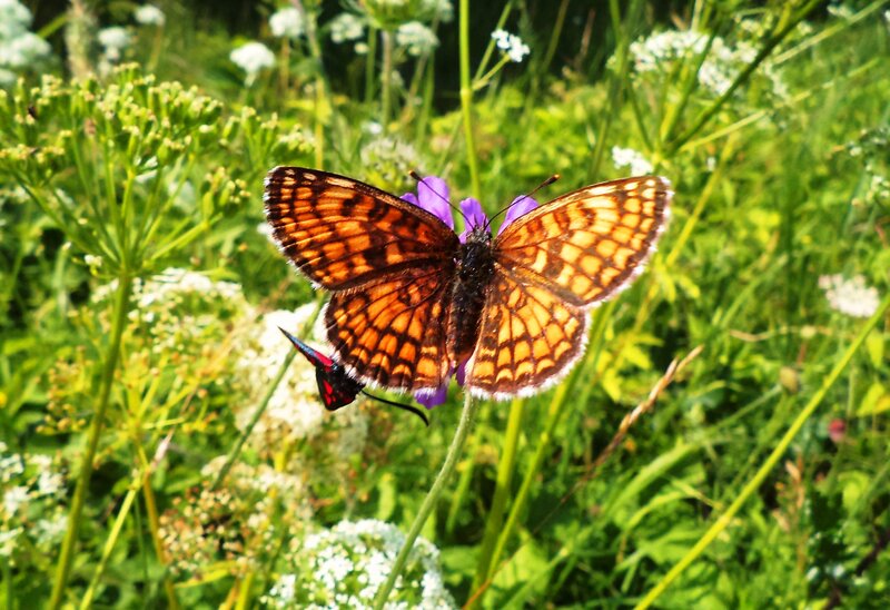 Orange Butterfly on Flower — Green, Natural