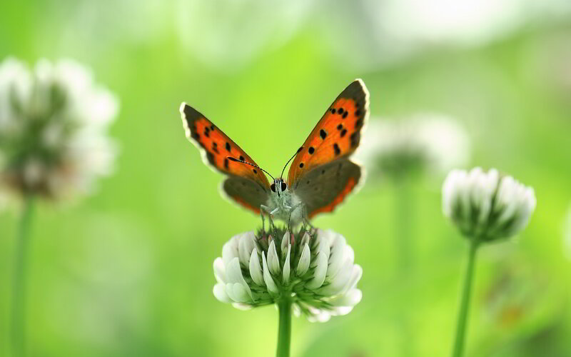Orange Butterfly on Flower — Green, Serene, Afternoon, Photograph, Greenery