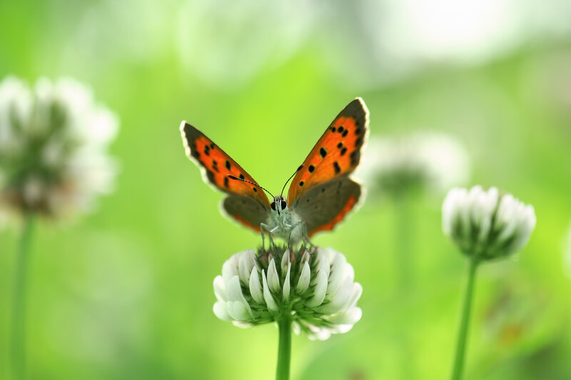 Orange Butterfly on Flower — Green, Serene, Afternoon, Photograph