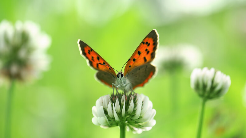 Orange Butterfly on Flower — Green, Serene, Afternoon